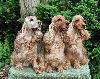 English Cocker Spaniels: 3 Generations: Jazz, Ruby & Roxy