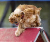 English Cocker Spaniels:Elizabeth - Agility trial Dauphin Dog Training Club