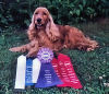English Cocker Spaniels:Proud William with his Rally Ribbons